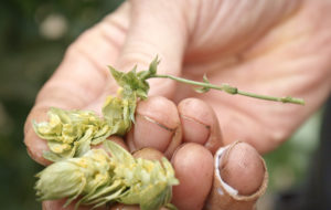 Bier! Der beste Film, der je gebraut wurde