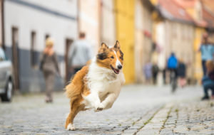 Lassie – Eine abenteuerliche Reise