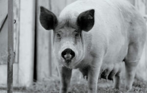 Viennale 2020 - Gunda