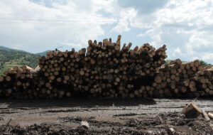 Wood – Der geraubte Wald