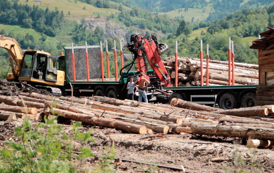 Wood – Der geraubte Wald