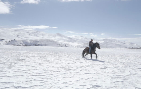 5 Dreamers and a Horse