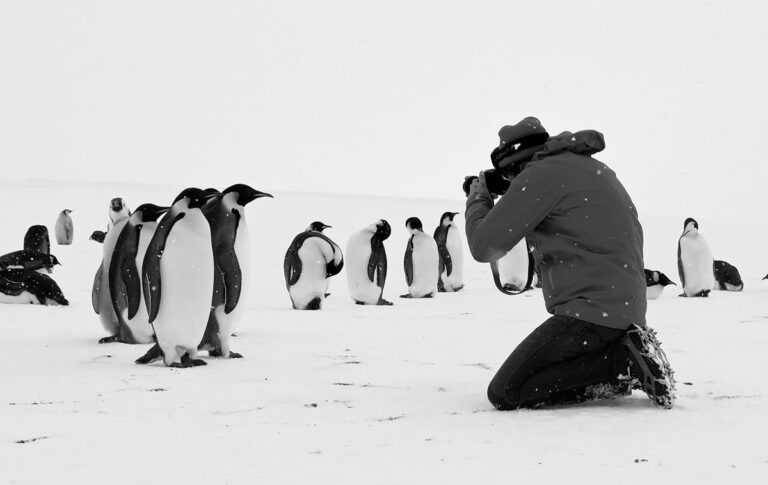 Rückkehr zum Land der Pinguine