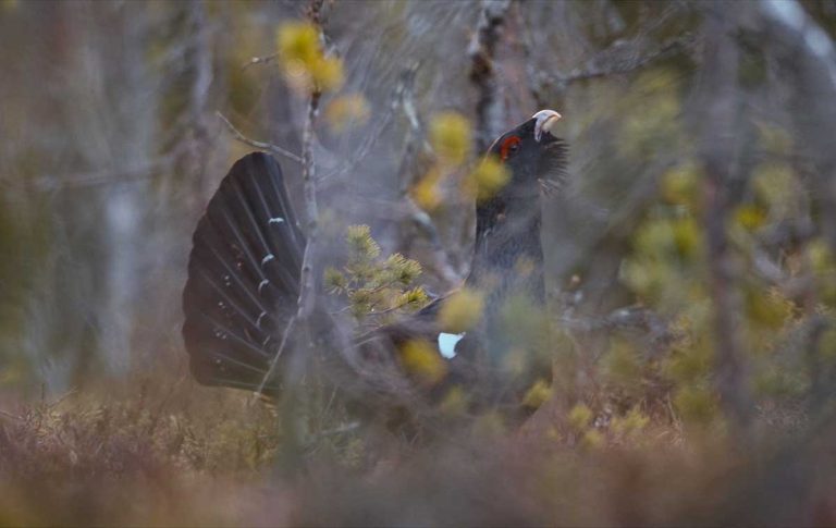 das-fluestern-der-waelder